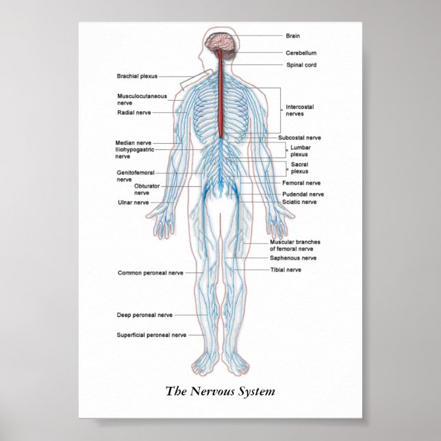 Das Nervensystem Poster (Vorne)