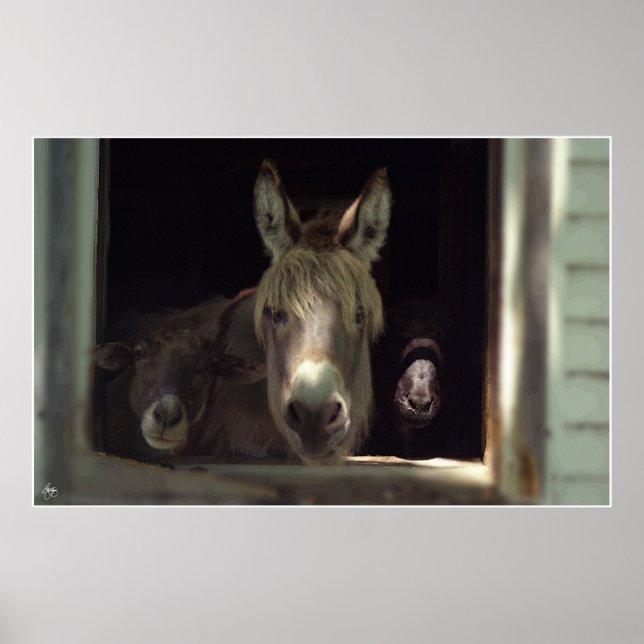 Das neugierige Trio Poster (Vorne)