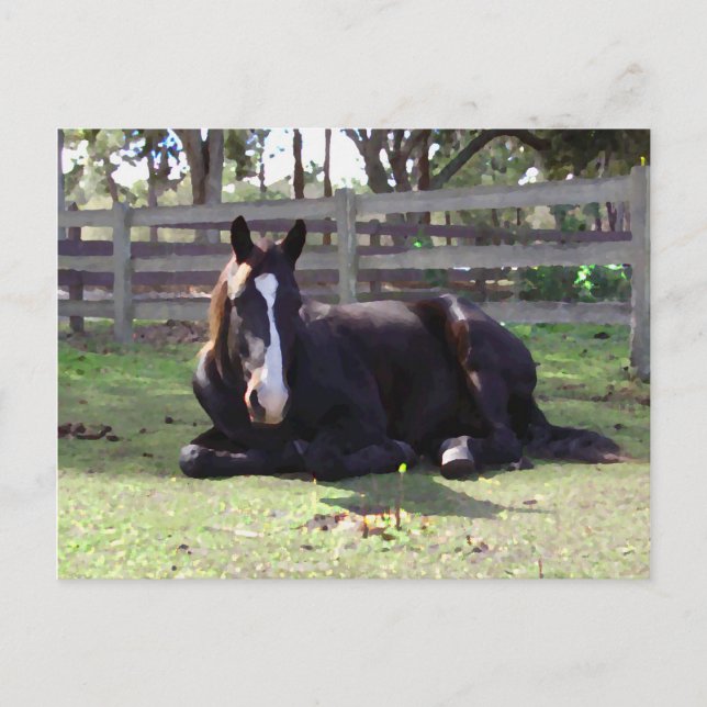 Das Nickerchen-Zeit der Pferde Postkarte (Vorderseite)