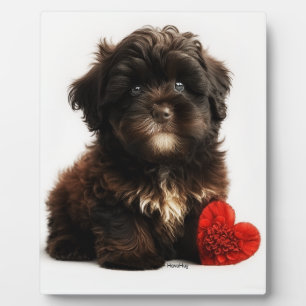 Das Niedliche Valentin, die Chocolate Havanese Wel Fotoplatte
