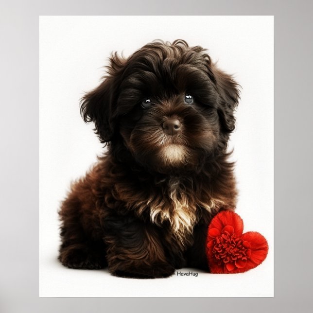 Das Niedliche Valentin, die Chocolate Havanese Wel Poster (Vorne)