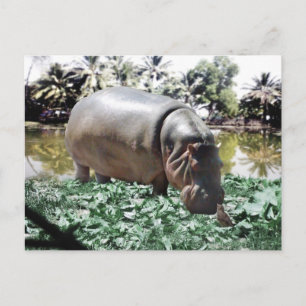 Das Nilpferd & Vogel Postkarte