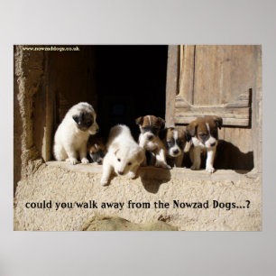 Das Nowzad-Welpen-Poster Poster