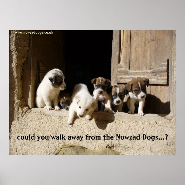 Das Nowzad-Welpen-Poster Poster (Vorne)