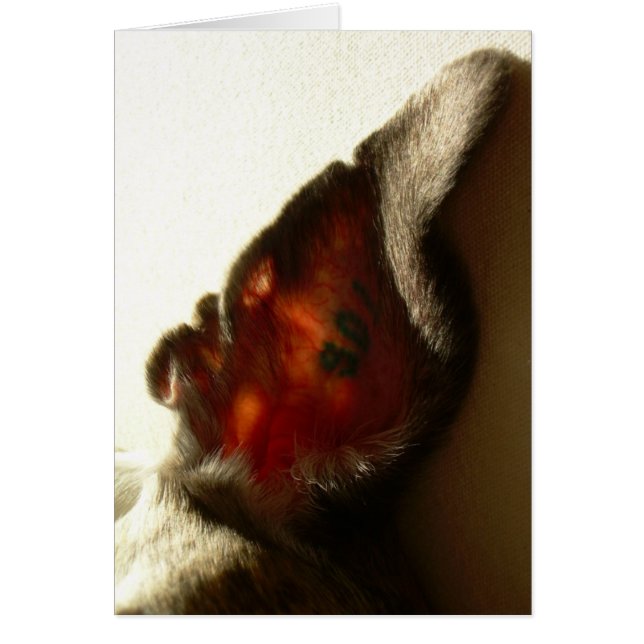 Das Ohr des Beeren-Weiß (Vorne)