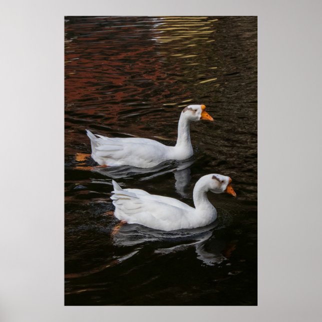 Das Paar Poster (Vorne)