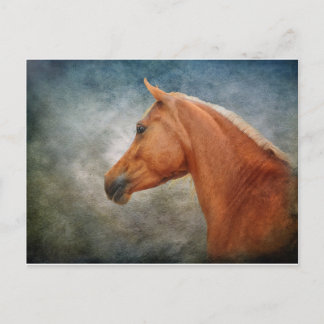 Das Palomino Postkarte