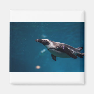 Das Pengiun im Meer. Magnet