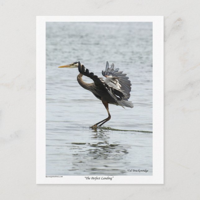 Das perfekte Landing Blue Heron Geschenke Postkarte (Vorderseite)