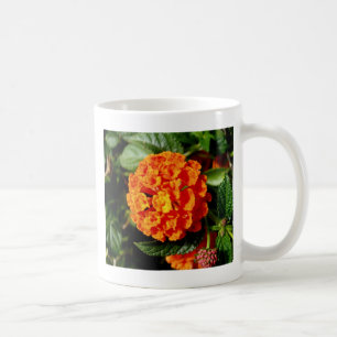 Das perfekte Orangenblut Tasse