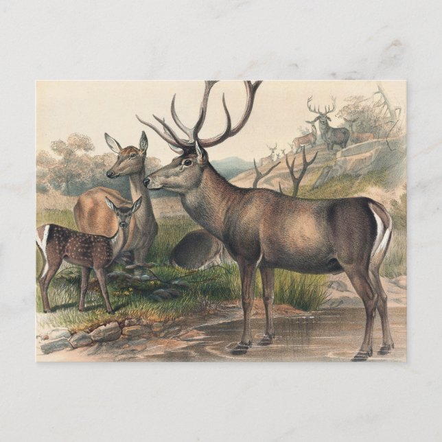 Das Persische Hirsch von Joseph Wolf Postkarte (Vorderseite)