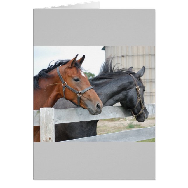 Das Pferd liebt (Vorne)