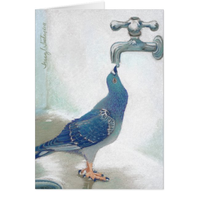 Das Pidgeon des Franks (Vorne)