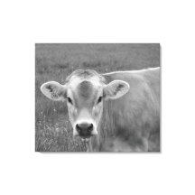 Das Portrait der Hübschen Jersey-Kuh