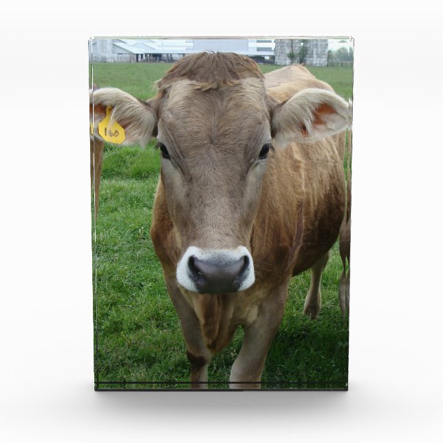 Das Portrait der Jersey Cow Fotoblock (Vorderseite)