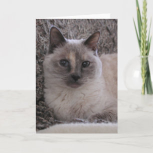 Das Porträt des Miezekatze-Blaus Karte