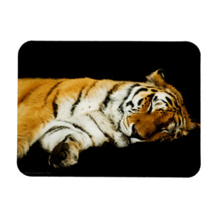 Das prächtige Magnet "Sleeping Amur"