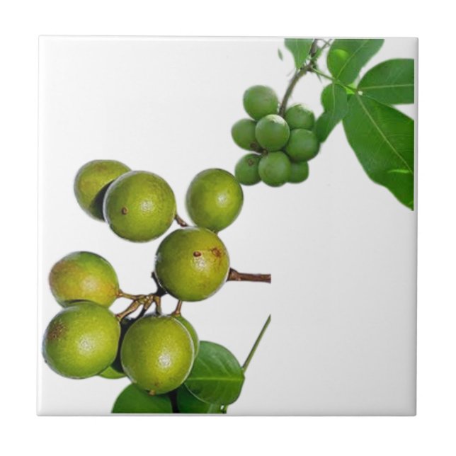 Das Quenette Fliese (Vorderseite)