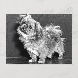 Das Quizzicle Pekingese Postkarte