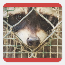 das Raccon auf dem eckigen Aufkleber