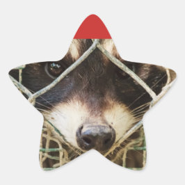 DAS RACCON AUF Sternklebern, Glossy Stern-Aufkleber