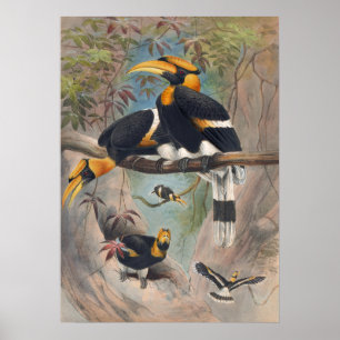 Das Rhinoceros Hornbill von Joseph Wolf Poster