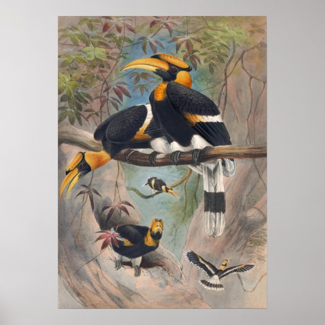 Das Rhinoceros Hornbill von Joseph Wolf Poster (Vorne)