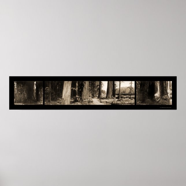 Das riesige Redwoods-Foto 1912 Poster (Vorne)