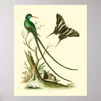 Das Rot-Billardschwanz-Hummingbird-Poster Poster