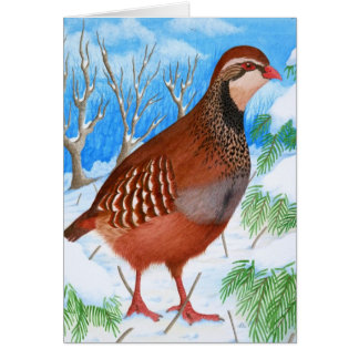 Das rotfüßige Rebhuhn