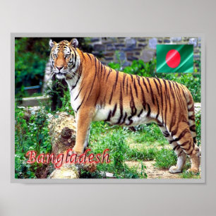 Das Royal Bengalisch Tiger Poster