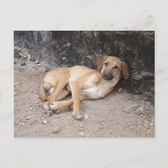 Das RPG der Nowzad-Hunde auf der Postkarte (Vorderseite)