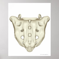 Das Sacrum