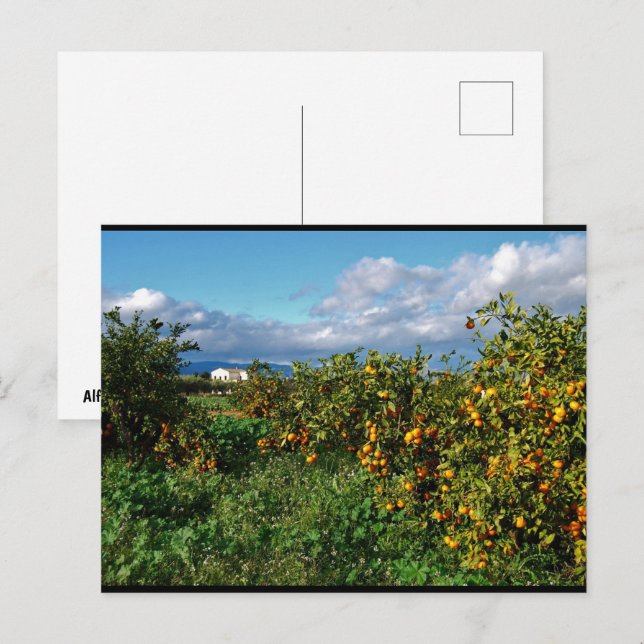 Das Scheunenhaus durch den Orangenhain Postkarte (Vorne/Hinten)
