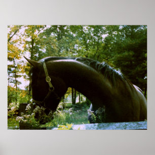 Das schüchterne Pferd Poster