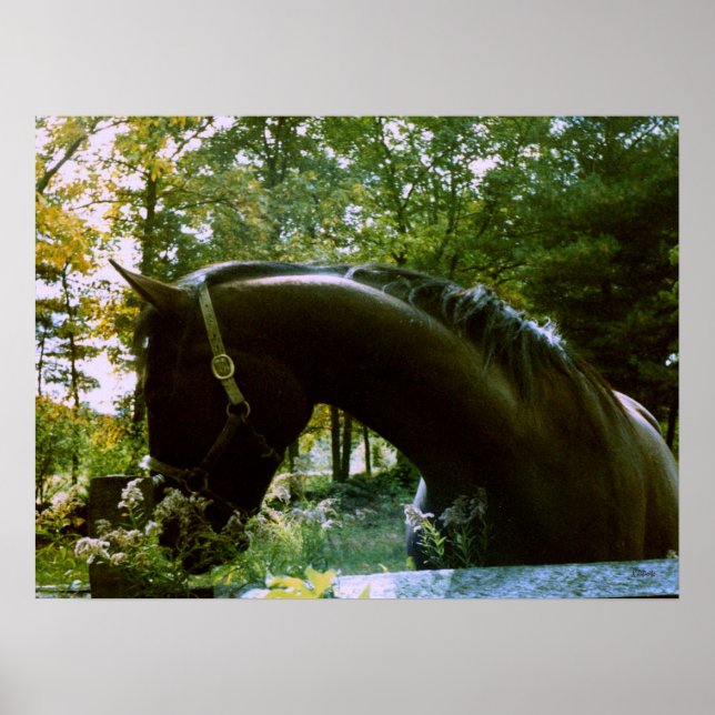 Das schüchterne Pferd Poster (Vorne)