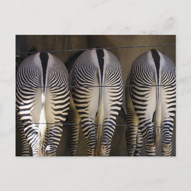 Das schüchterne Trio, die zebra-Postkarte Postkarte (Vorderseite)