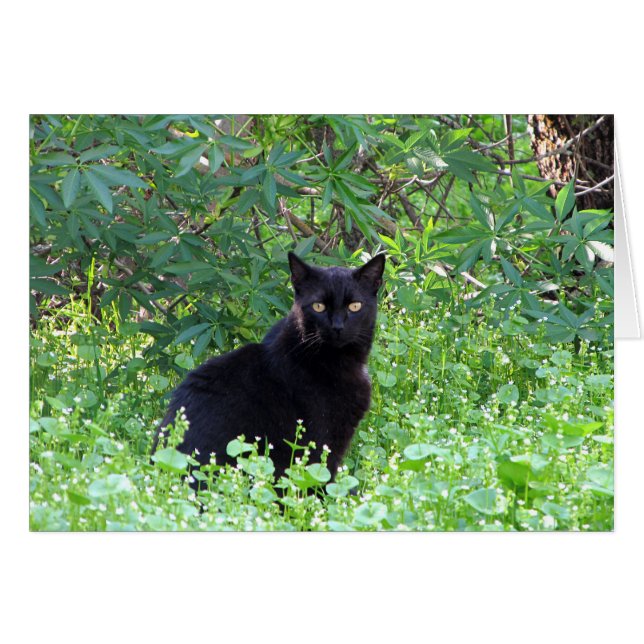 Das schwarze Katzen-Gefühl, das ohne Sie einsam (Vorderseite (Horizontal))