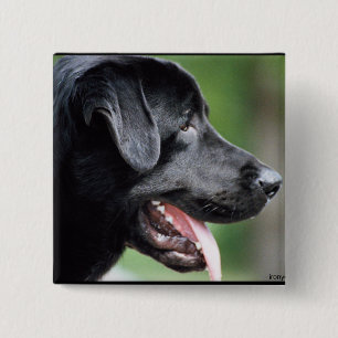Das schwarze Labrador Button