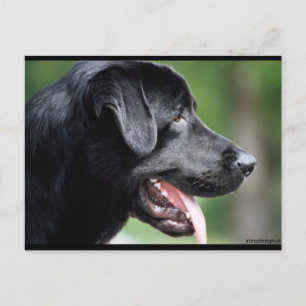 Das schwarze Labrador Postkarte