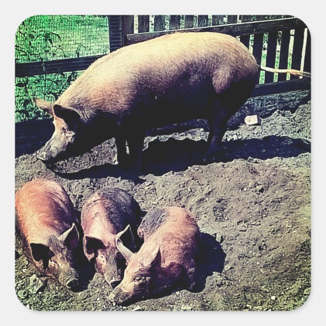 Das Schwein und ihre drei Säuglinge Quadratischer Aufkleber (Vorderseite)