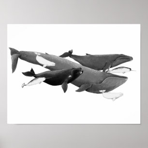 Das Schwimmen von Walen illustriert Kunstwale Poster