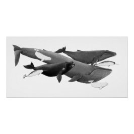 Das Schwimmen von Walen illustriert Kunstwale Poster