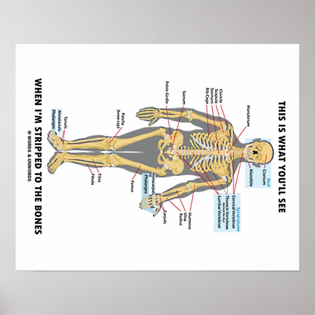 Das sehen Sie, wenn ich an Knochen entzogen werde Poster (Vorne)