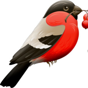 Das Shirt im Sommer ist rot und schwarz gedruckt