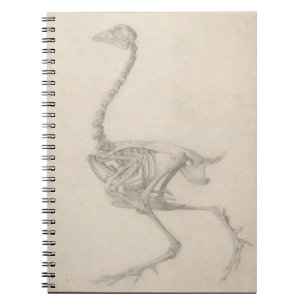 Das Skelett eines Geflügels, von der Reihe 'ein Notizblock