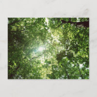 Das Sonnenlicht strahlt durch die Blätter der Bäum