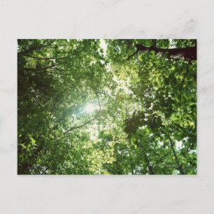 Das Sonnenlicht strahlt durch die Blätter der Bäum Postkarte
