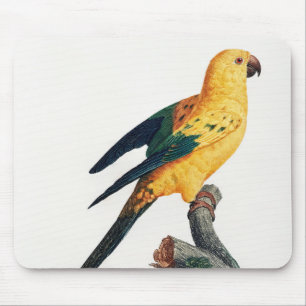 Das Sonnenparakeet, Aratinga solstitialis Mousepad