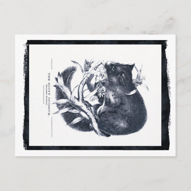 Das Sooty Opossum Postkarte (Vorderseite)